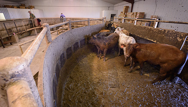 cattle in building