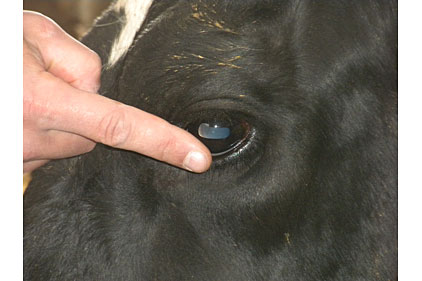 cow, stunned livestock, corneal test