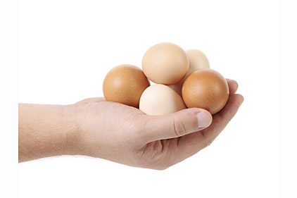 eggs, animal handling