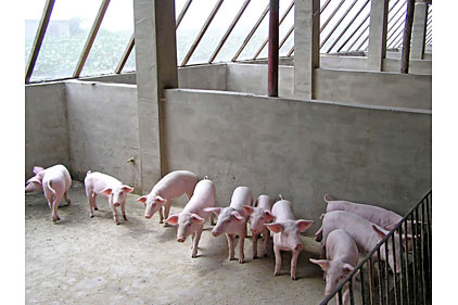 livestock, pigs