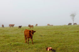 cattle foggy field