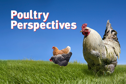 poultry perspectives feat