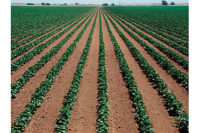 rows of crops