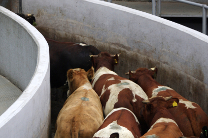 cattle chute into slaughter facility