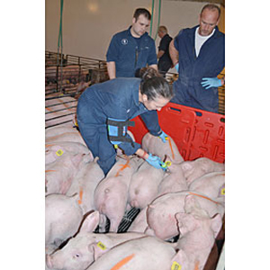 Sustainable pork supply chain