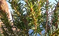 0120np_supplierpersp_naturex.jpg