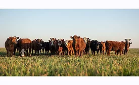 cows in a field