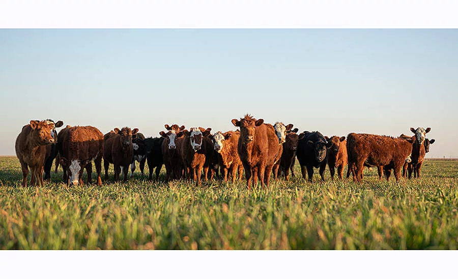 cows in a field