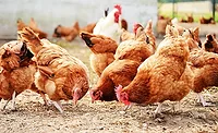 chickens
