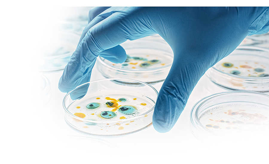 a gloved hand and a petri dish