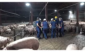 animal rights activists stealing a pig