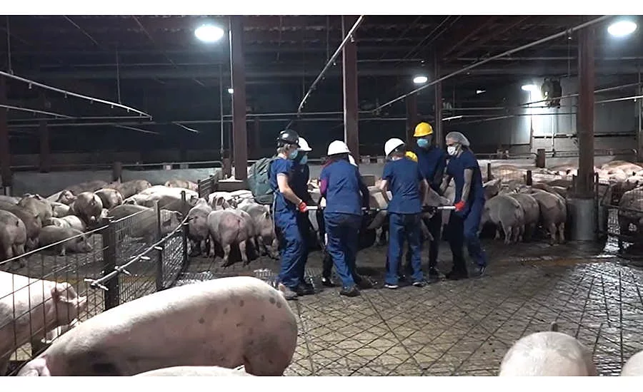 animal rights activists stealing a pig