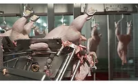 poultry processing slicers poultry processing slicers