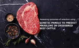 Marbled Steak