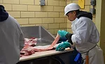 slicing meat