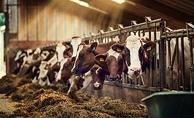 Cow