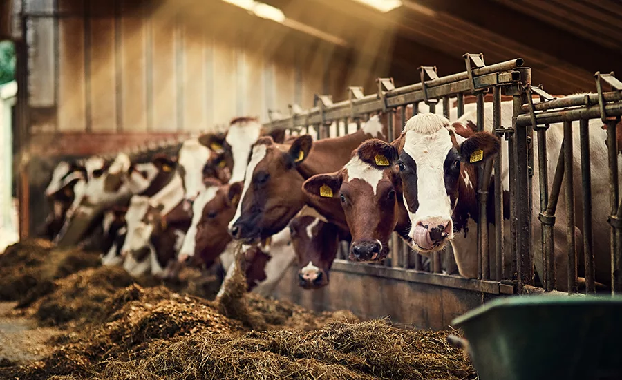 Cow