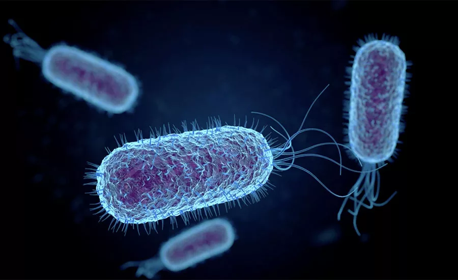 Salmonella