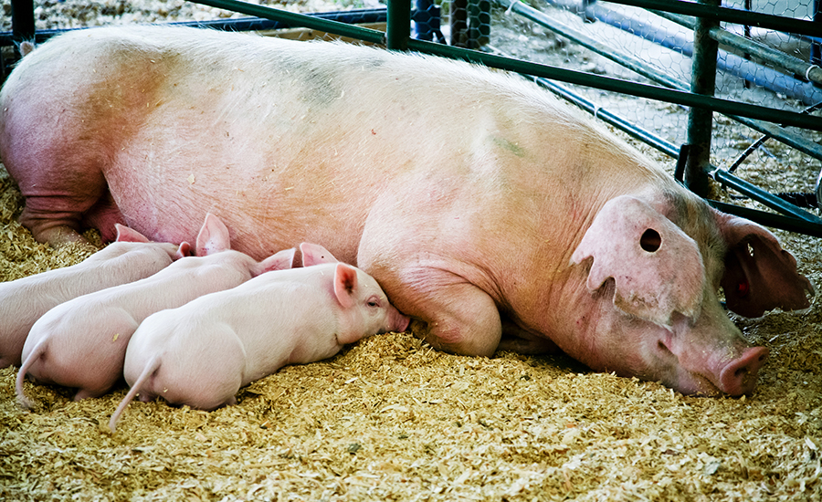 Sow resting with her three piglets.