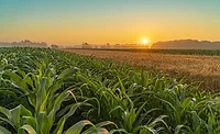 Crop report