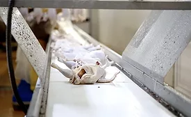 chicken processors chicken processors