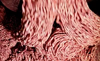 Ground Beef Ground Beef