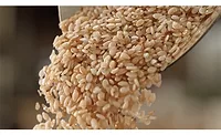 Sesame