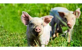 piglet