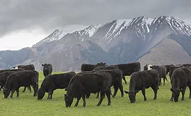 Beef Farm
