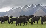 Beef Farm