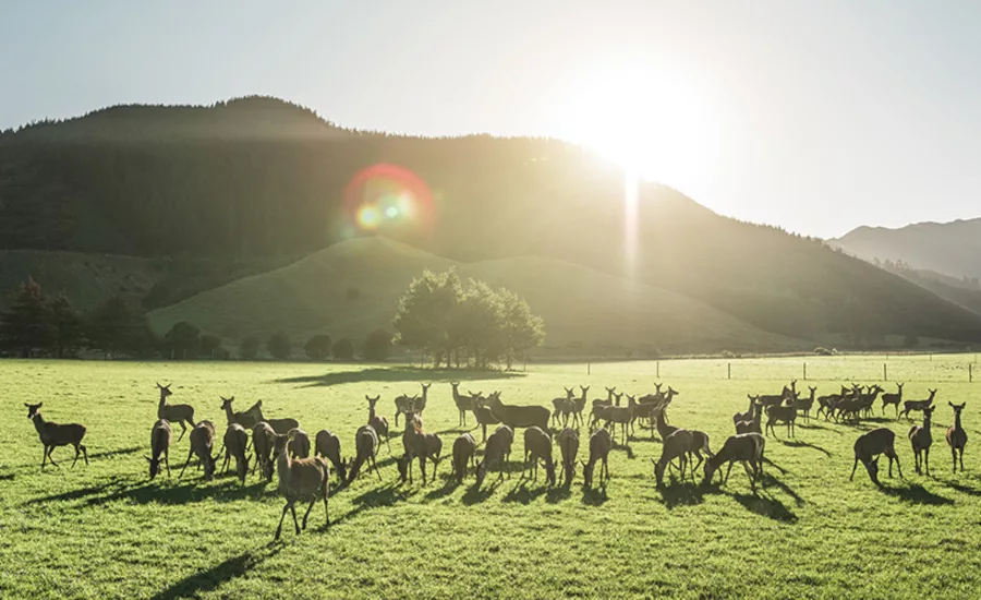 Deer