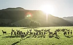 Deer