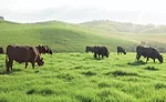 cows eating grass