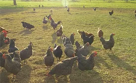 free range chickens