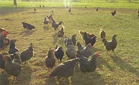 free range chickens free range chickens