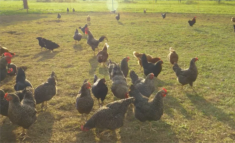 free range chickens