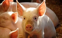 Pigs