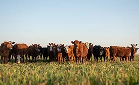 cattle