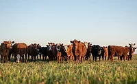 cattle