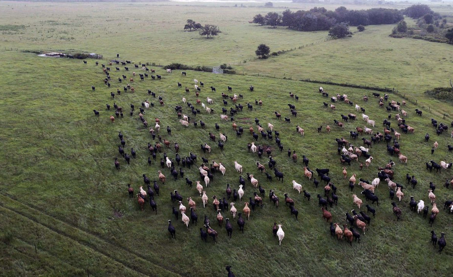 cattle roaming