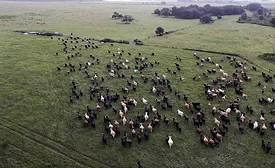 cattle roaming
