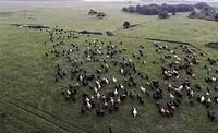 cattle roaming cattle roaming