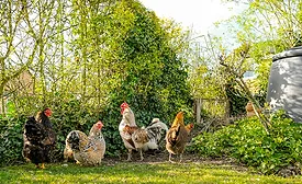 chickens