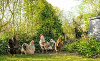 chickens chickens