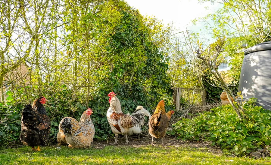 chickens