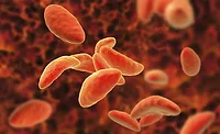 Parasitic protozoans Toxoplasma gondii Parasitic protozoans Toxoplasma gondii