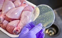 Bacterial culture plate with chicken meat Bacterial culture plate with chicken meat