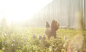 Free-Range Chicken