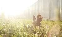 Free-Range Chicken