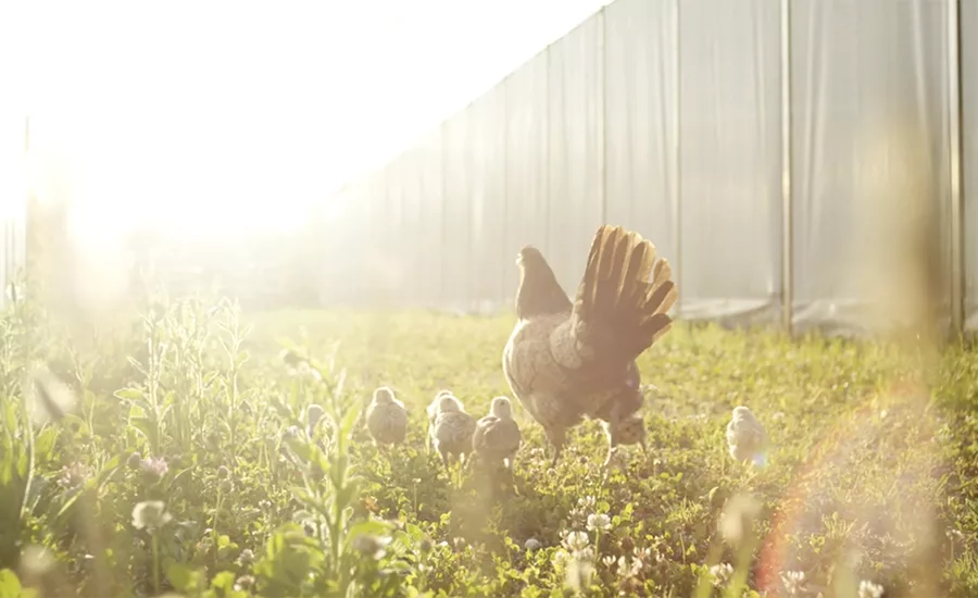 Free-Range Chicken